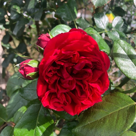 Meet your Posher, Francy - Picture 1 of 1